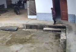 老人被咬死，家属：是捕猎队的猎犬将野猪追赶进家中