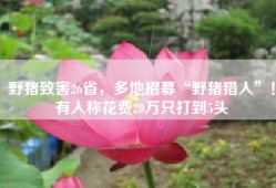 野猪致害26省，多地招募“野猪猎人”！有人称花费20万只打到5头